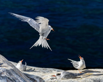 Close-up of seagull flying over lake