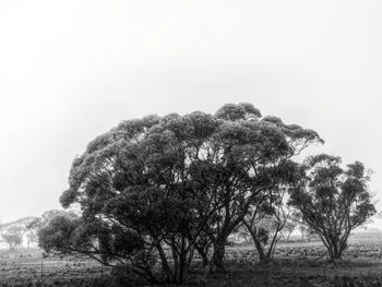 Low angle view of trees against clear sky