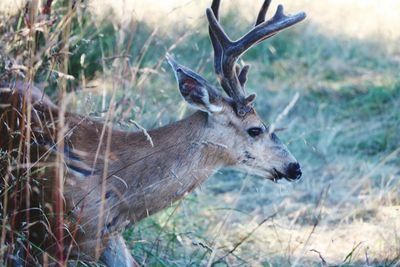 Deer in a forest