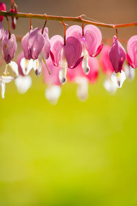 Close-up of pink roses hanging on plant