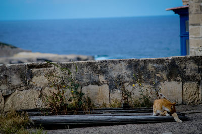 Cat on retaining wall by sea against sky