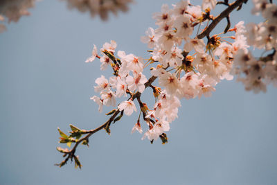 Close-up of flowers on tree branch against sky