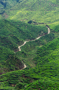 High angle view of agricultural landscape