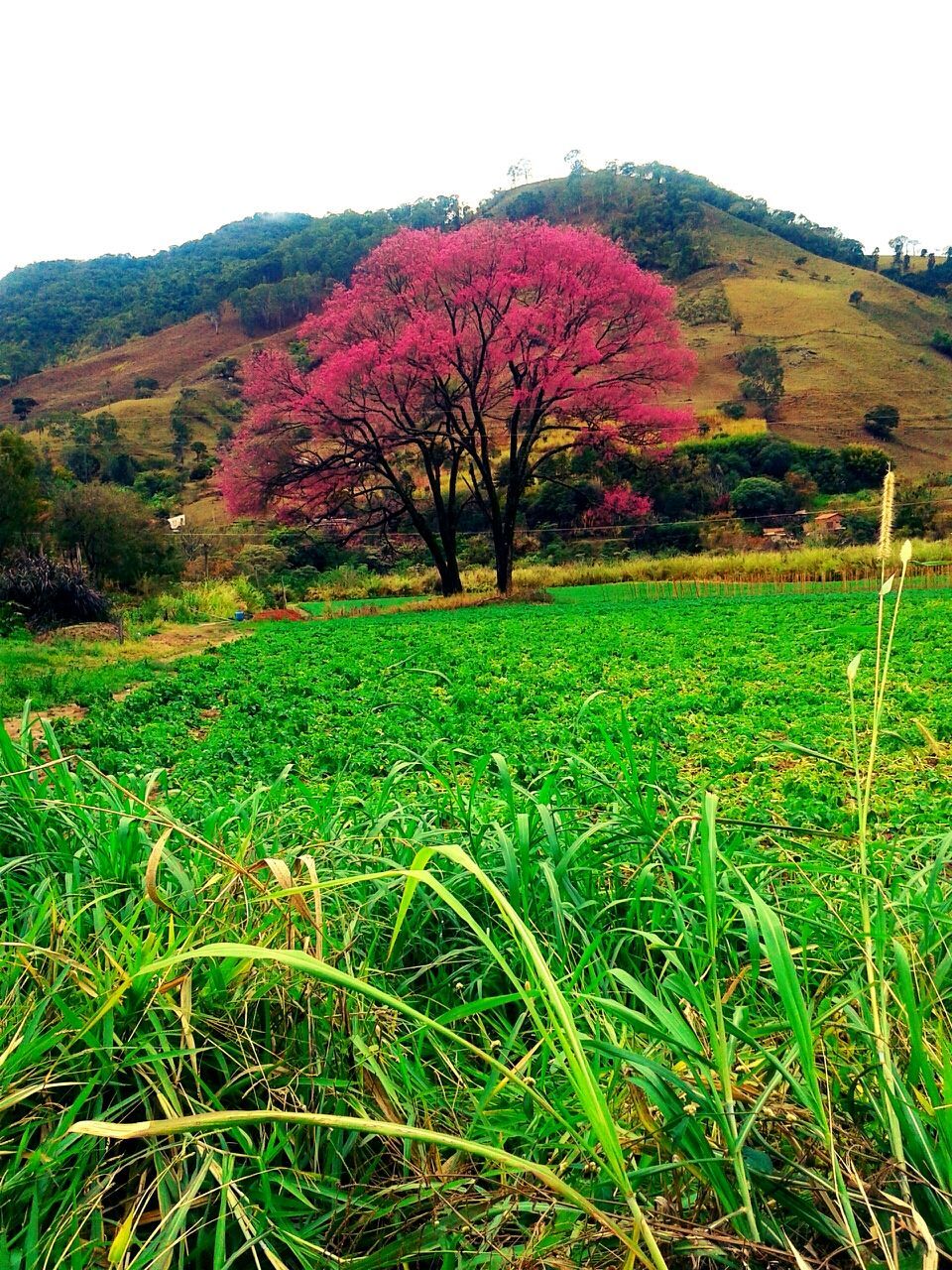 SCENIC VIEW OF TREES ON GRASSY FIELD