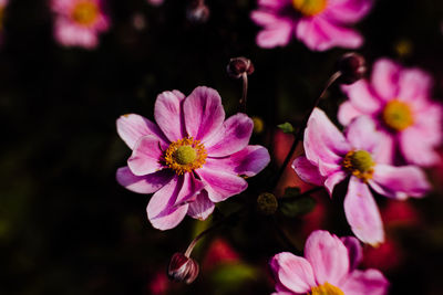 Close-up of pink flowering plants