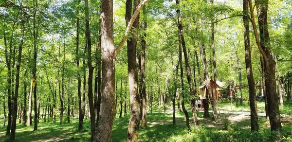 Panoramic shot of trees in forest