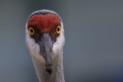Sandhill crane close-up head