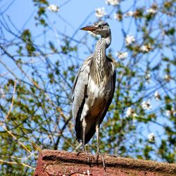 Bird perching on tree trunk