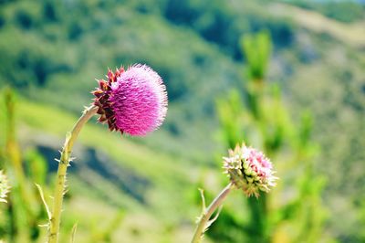 Close-up of thistle blooming in field