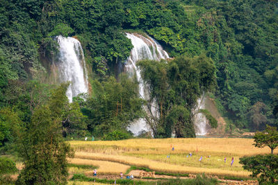 Scenic view of waterfall in forest