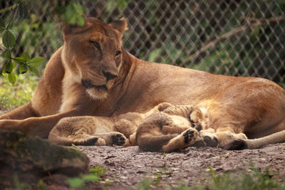 Nursing female african lioness panthera leo feeding her young cubs in the shade.