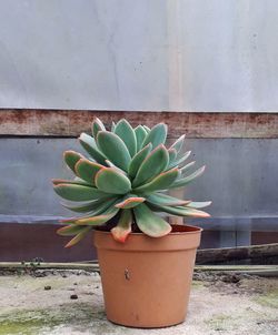 Close-up of potted plant on wall