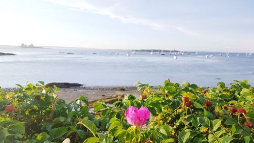 Close-up of flowers blooming on beach against sky