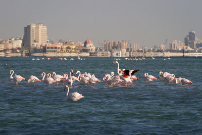 Flock of birds in water against sky