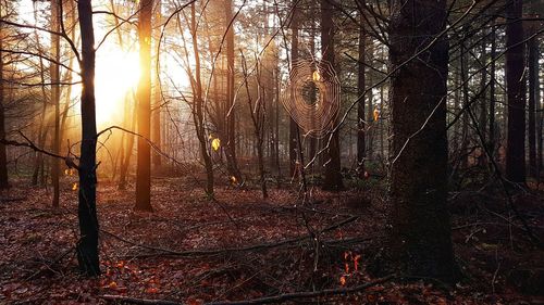 Sunlight streaming through trees in forest