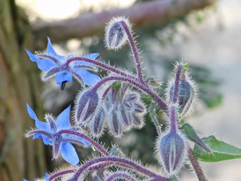 Close-up of purple flowering plant