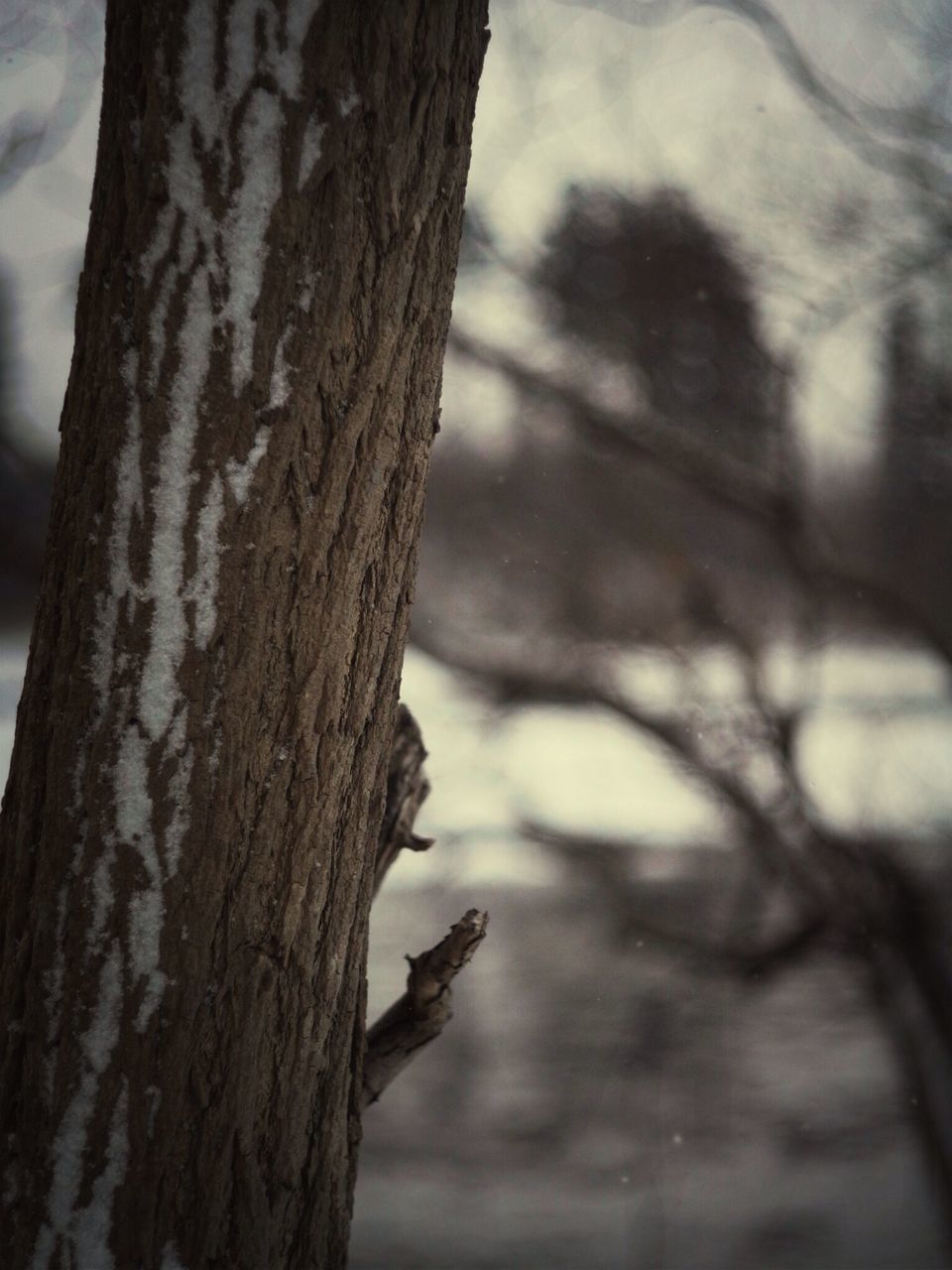 tree trunk, tree, focus on foreground, branch, close-up, nature, wood - material, textured, growth, bark, tranquility, selective focus, forest, outdoors, day, sky, no people, low angle view, bare tree, beauty in nature