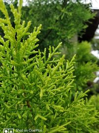 Close-up of fresh green plants