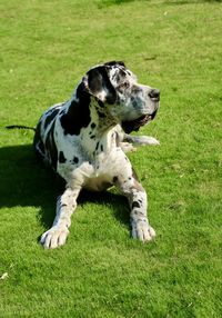 Dog sitting on grass