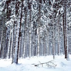 Snow covered trees in forest