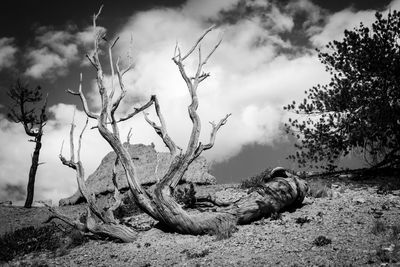 Fallen tree against cloudy sky