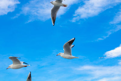 Low angle view of seagulls flying in sky