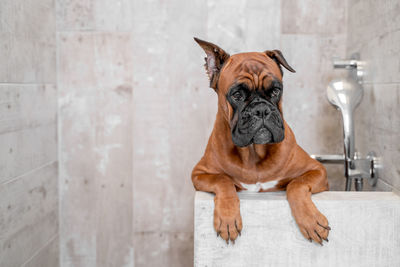 Dog breed boxer in the bathroom front view