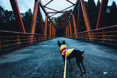 Dog on red bridge