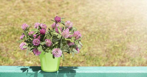 A bouquet of clover wild flowers in a decorative bucket on a blurred background in the sun.