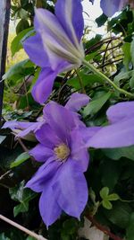 Close-up of flower growing on plant