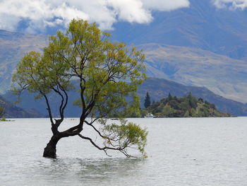Tree by lake against sky