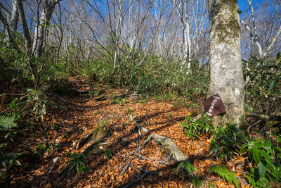 View of trees in forest