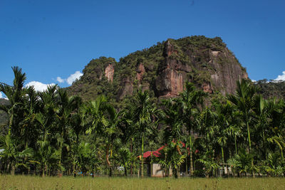 Trees on mountain against clear blue sky