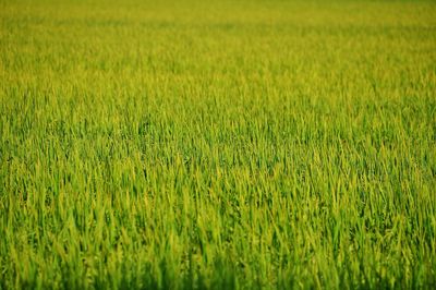 Full frame shot of wheat field