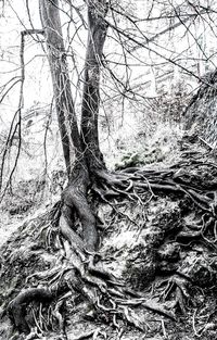 Trees growing in forest