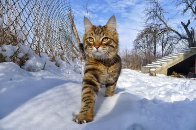 Portrait of cat on snow against sky