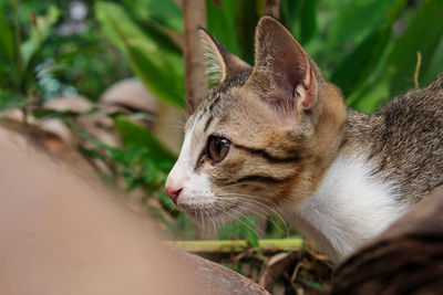 Cute cat expression when hunting in the grass