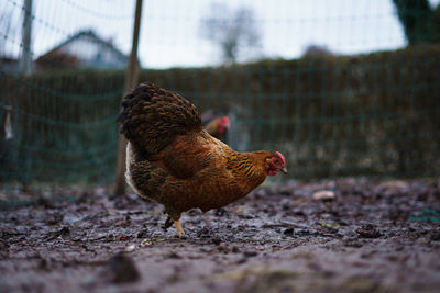 Close-up of a bird on field