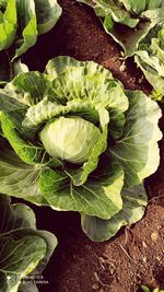 High angle view of vegetable on field