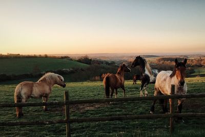 Horses standing by fence at ranch during sunset