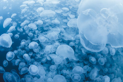 Close-up of jellyfish in swimming pool