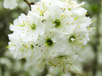 Close-up of cherry blossom