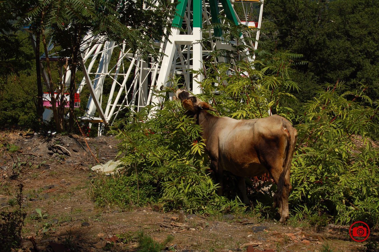 HORSE IN PASTURE