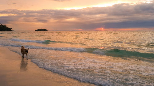 Scenic view of beach against sky during sunset