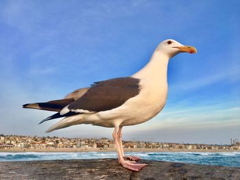 Seagull perching on a beach