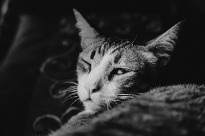 Close-up of cat resting