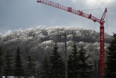 Trees and electricity pylon in winter