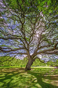 Trees in park