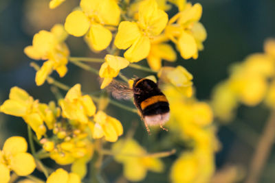 Close-up of bee pollinating on yellow flowers