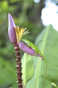 Close-up of pink flowering plant
